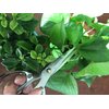 Horsvill Indoor Plant Shears Garden Scissors, Houseplant Shears Made of Japan SK5 Stainless Steel, Flowers Herbs and Plant Cutters, Clippers, Trimmers, Loppers, Bonsai Potted Plant Pruning Scissors