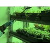 MiracleLED 604758 11W A19 Grow Room Specialty Light with Green LED Bulb, Omni directional, 4-Pack