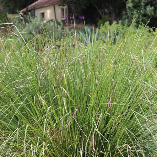 Aromatics International Premium Organic Vetiver Essential Oil 5ml | 100% Pure Essential Oil for Diffusion, Aromatherapy & Wellness Use