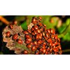 Clark&Co Organic 150x1 Live Ladybugs - Good Bugs for Garden - Pre-Fed Hippodamia Convergens - Guaranteed Live Delivery!…