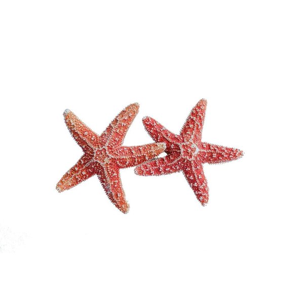 Real Starfish Hair Barrette Clip Double