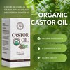 BodyJ4You Organic Castor Oil - Pure 100% USDA Certified Cold Pressed - Natural Hair Growth Eyelashes Eyebrows - Rich Hydration Healthy Skin Moisturizer Lash Serum Brow - 2 Fl Oz