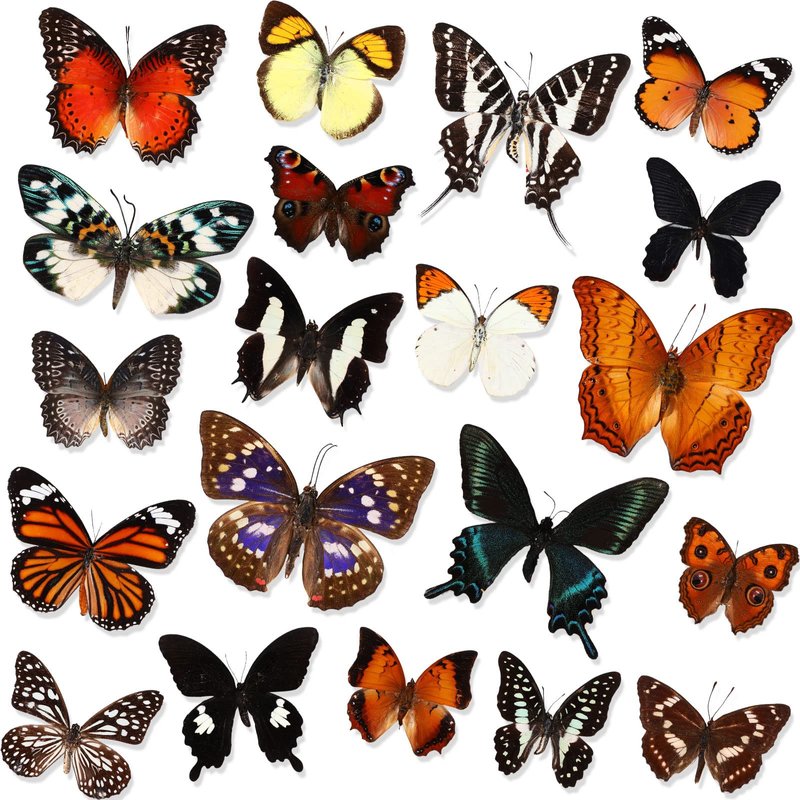 Hoteam 20 Pcs Real Butterfly Specimen Butterfly Taxidermy Artwork ...
