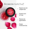 Nourish Mantra Rose Repair Lip Balm with SPF | Made with Rose Extracts, Olive oil, Shea Butter, Vitamin E & Avocado Oil | For Dry, Chapped and Dark Lips | Best for Both Women and Men | 12g
