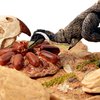 Creative Beast Studio Beasts of The Mesozoic: Accessory Pack: Desert Environment with Mononykus O. - 1/6th Scale Dinosaur Action Figure Set, Collectible, Hand-Painted