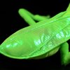 double bread Green Mantis Plush Toy - Simulation 12" Soft Realistic Green Mantis Stuffed Animals, Cute Insect Toys Real Plushie Toy, Unique Plush Gift Collection for Kids