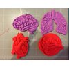 Human Tissue Anatomy Cookie Cutter (Set of 4)