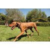 PetSafe Stay+Play Wireless Receiver Collar Blk