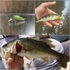 wLure 10 Blank Unpainted Lure Body Sinking Minnow Crankbait 1 3/4 inch Fishing Lures with Free Eyes UPC617P10