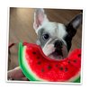 Doggijuana | Tuffer Chewer Mini - Interactive Dog Toy with Juananip Refill | Refillable Durable Dog Toy for Engaging Play and Natural Calming (Watermelon Slice)