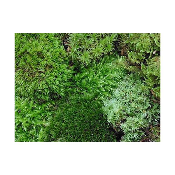 Tin Roof Treasure Live Terrarium Moss Assortment
