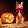 Estivaux Pet Halloween Costumes Dogs Cats Halloween Vampire Pets Costume Cape with Black Red Witch Hat Wizard Cats Cosplay Clothes Apparel for Small Dogs Cats Halloween Party Decorations