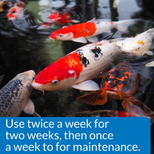 API PONDCARE MICROBIAL ALGAE CLEAN Biological Inhibitor of Green Water, Alternative approach to algae control, 16-Ounce Bottle