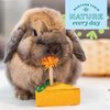 Oxbow Enriched Life Birthday Party Pack - Small Pet Toy - Great for Guinea Pigs, Rabbits, and Other Small Animals