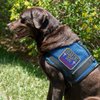 "Hearing Dog - Full Access" Sew On Patch - Includes Five Service Dog Law Handout Cards – for Service Dog Vest or Harness