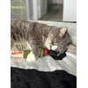 TOYGENICS - Doobie Catnip Toys for Indoor Cats w/Crinkly, Durable Material & Interactive String Ends for Cat Enrichment & Cat Teeth Cleaning, The Best-Kitten Toys-Cat Toys-Catnip Toy