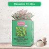 Brew La La Organic Green Tea - Moroccan Mint Flavor - 50 Double Chambered Tea Bags - Low Caffeine Gourmet Tea - Certified Organic