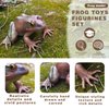 SCAHOW Realistic Tree Frog Figure Plastic Hand Painted Bullfrog Figurine Educational Rubber Animal Model Toys for Kids Children