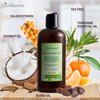 Just Nutritive Acne Clear Face and Body Wash | Adult Acne Treatment | Acne Face Wash | Face Skin Care | Back Acne Treatment | Acne Cleansers 16 Oz