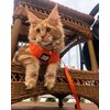 Travel Cat & Stray Cat Harness and Leash Set - Adjustable Fit Mesh Cat Harness and Reflective Strap - Comfort Escape Proof Harness for Cats, Kitten for Outdoor Walking, Hiking (Small, Orange)