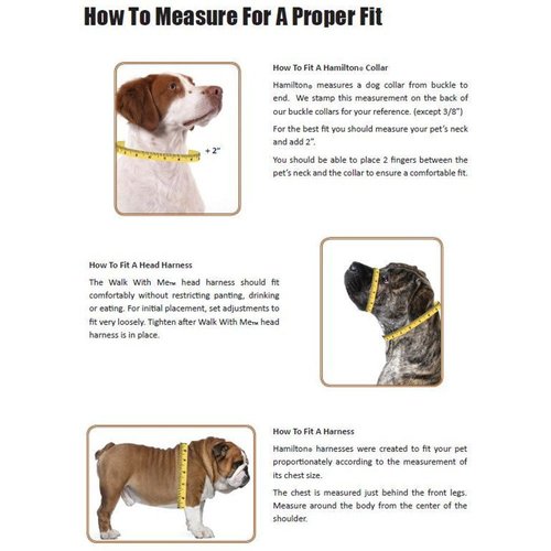 Hamilton Safety Cat Collar with Bell and Cat Fish Paw Design, 3/8 by 10-Inch, Teal Nylon