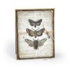 Tim Holtz Entomology - Stampers Anonymous Cling Stamps and Sizzix Framelits Die Set - Two Item Bundle