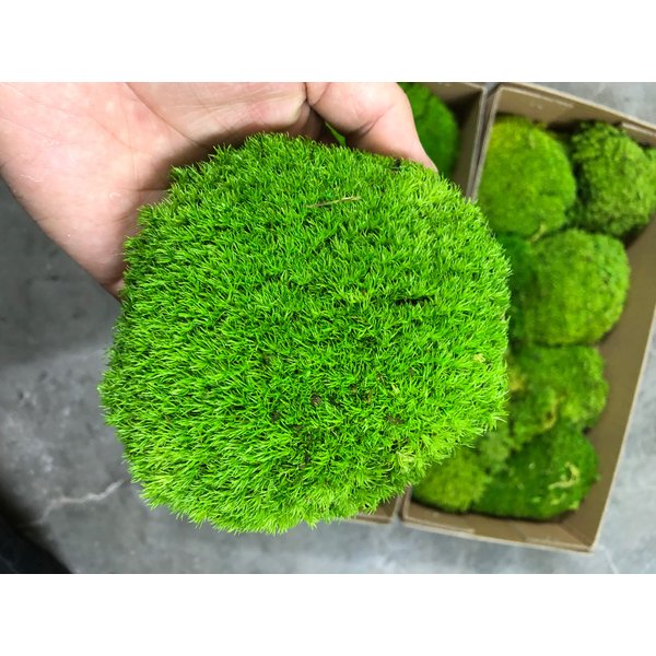 Prefleur Preserved Pole Moss Pillow Bun Cushion Natural Green Decorative Real Natural Green DIY Kit Terrariums Gardenning Art Wall Decor Florist Decor Easter Table Wedding(1.5 sq.ft, Green-B)