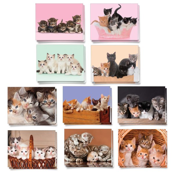 The Best Card Company - 20 Adorable Cat Greeting Cards (4 x 5.12 Inch) - Blank Assortment (10 Designs, 2 Each) - Litters Letters AM7058OCB-B2x10