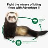 Advantage II Ferret Vet-Recommended Flea Treatment & Prevention | Ferret 1+ lbs. | 2-Month Supply