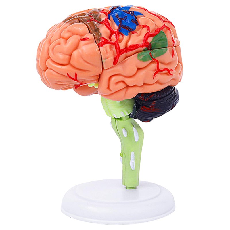 Small Human Brain Model for Anatomy Study - 32 Pieces DIY Assembly ...