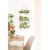 Mkono Plant Propagation Tubes, 3 Tiered Wall Hanging Terrarium with Wooden Stand Mini Test Tube Flower Vase Glass Planter Stations for Hydroponic Cutting Home Garden Office Decor Plant Lover Gift