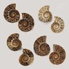 KALIFANO Extinct Natural Polished Ammonite Shell Pair Fossil Stone - Mineral from Madagascar with Feng Shui Healing Properties Thought to Bring Wealth, Prosperity, and Relaxation