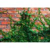 wall26 - Green Creeper Plant Background - Canvas Art Wall Decor - 66"x96"