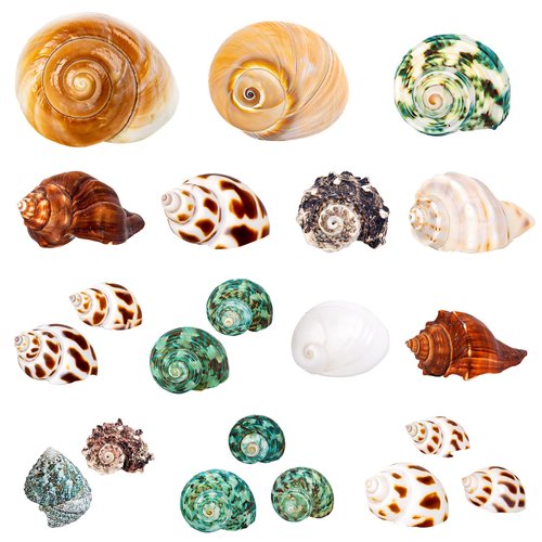 21PCS Hermit Crab Shells | Assorted Natural Sea Conch Size 1.3"-3.2" | Growth Turbo for Small to Medium and Large Crabs, Saltwater Hermit Crab Supplies and Sea Shell for Beach Decor