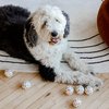 Midlee Easter Carrot Dog Tennis Balls, Regular Size