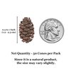SunGrow Alder Cones for Shrimps, Water Conditioner for Freshwater Shrimp Tanks, Aquarium Decorations & Accessories, 1”, 50 Cones per Pack