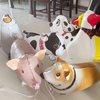 Walking Farm Animals Balloons Walking Animals Balloons For Kids Birthday Party BBQ Party Farm Theme Party Decorations Pack of 6