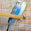 10 Pieces Bird Perch Stand Parrot Stand Paw Grinding Stick Parrot Perch Rough Surfaced Bird Cage Stand Colorful Wooden Parakeet Perch Bird Toys for Cockatiels Bird Cage Accessories
