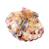 Fantasy Sea Shell Hair Clip,Acetate Hair Clip,Small Claw Clip for Women,Multicolored, 1 Count (Pack of 1)