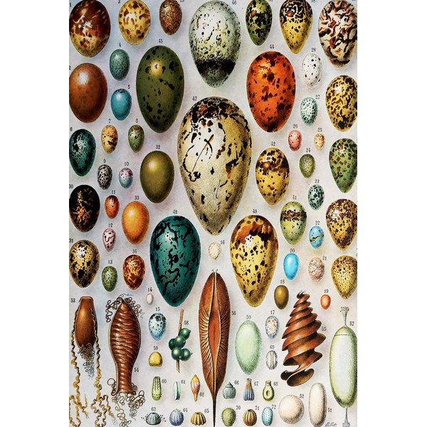 Wooden Mini Puzzle: - Birds Eggs - 50 Unique Wooden Pieces. Made in USA by Nautilus Puzzles