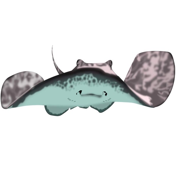 VWAQ Stingray Wall Decal Manta Ray Vinyl Sticker Kids Room Ocean Decor - HOL10 (25"H X 60"W)