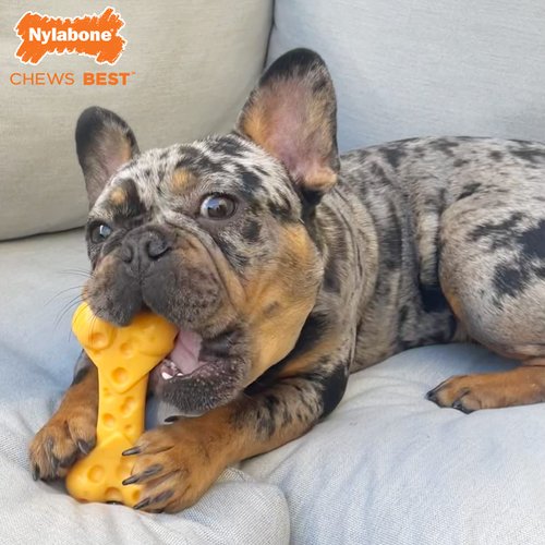 Nylabone Power Chew Cheese Bone Dog Chew Toy, Cute Dog Toys for Aggressive Chewers, Cheese Flavor, Medium/Wolf (1 Count)