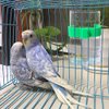 2 Pcs Automatic Bird Water Dispenser, Parrot Bird Water Feeder, Bottles Bird Drinker Seed Food Container, Parakeet Cage Accessories for Parakeet Budgies Cockatiel Lovebird Small Birds Canary Finch