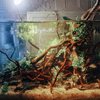 Hamiledyi 5.9-7.9in Aquarium Driftwood Reptile Spider Wood Assorted Branches Natural Trunk Driftwood Tree Fish Tank Decoration(3 PCS).