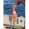 Deep Drop Tilefish Rig, 5 Mustad Circle Hooks with Glow Sleeve (10/0)
