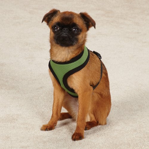 Casual Canine Mesh Dog Harness, Medium, Green