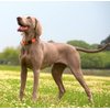Reflective Dog Collar for Medium Dogs, Adjustable from 12-17 inches, Blue
