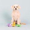 Fringe Studio Plush Dog Toy Set, Wild Times, Small 3 Piece Set, Pet Shop Collection (662052)