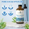 EVOKE OCCU Eucalyptus Essential Oil 4 Fl Oz, Pure Eucalyptus Oil for Diffuser, Humidifier, Aromatherapy - 118ml