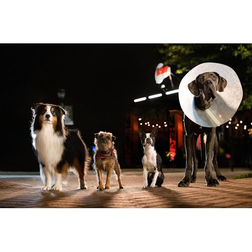 Strays (2023) - Unleashed Edition Blu-ray + DVD + Digital